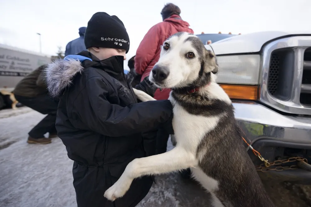 Iditarod Trail Sled Dog Race In Alaska