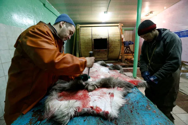 Farm employees process reindeer skin in the settlement of Krasnoye in Nenets Autonomous District, Russia, November 29, 2016. (Photo by Sergei Karpukhin/Reuters)