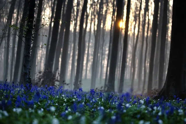 The sun rises between the trees as bluebells, also known as wild Hyacinth, bloom on the forest floor of the Hallerbos in Halle, Belgium, Tuesday, April 20, 2021. There is no stopping flowers when they bloom or blossoms when they burst in nature, but there are efforts by some local authorities to limit the viewing. Due to COVID-19 restrictions visits to the forest to see the flowers has been discouraged for a second year in a row. (Photo by Virginia Mayo/AP Photo)