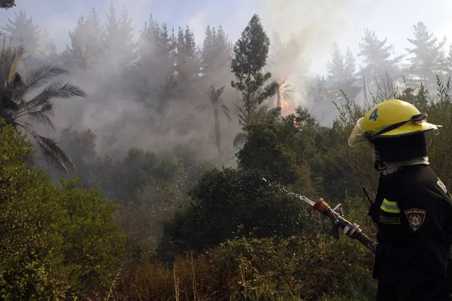A firefighter sprays water into a forest that is burning in Valparaiso, Chile, Saturday, March 14, 2015. (Photo by Luis Hidalgo/AP Photo)