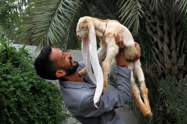 Simba, one month and four days old kid goat with 22-inch long ears, is held by his owner in Karachi, Pakistan on July 8, 2022. (Photo by Akhtar Soomro/Reuters)