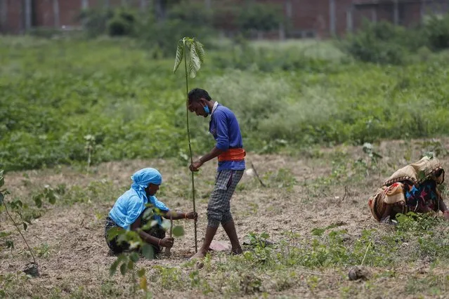 Indian laborers plant saplings as part of an annual tree plantation campaign on the outskirts of Prayagraj, in northern Uttar Pradesh state, India, Sunday, July 4, 2021. (Photo by Rajesh Kumar Singh/AP Photo)