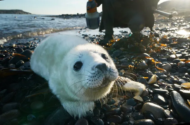 A ranger watches a seal pup near the Northumberland coast, Farne Islands, UK on December 19, 2018, where the National Trust says the number of Atlantic grey seal pups has reached a record high thanks to an abundance of food and a lack of predators. (Photo by Owen Humphreys/PA Wire Press Association)