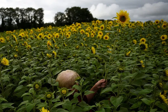 A woman is concealed as she walks through a field of very tall sunflowers to cut some down in Ballygawley, Northern Ireland, August 12, 2018. (Photo by Clodagh Kilcoyne/Reuters)