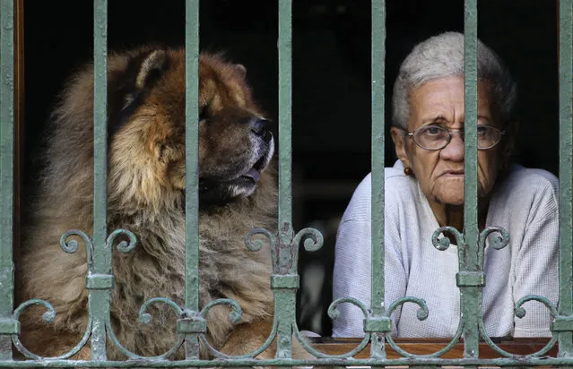 A woman and her dog look out of a window in Havana , January 2013. (Photo by Desmond Boylan/Reuters)