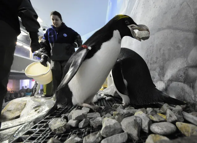 After emptying a bucket of rock inside the penguin exhibit at the Tennessee Aquarium, Holly Lutz, left, animal trainer and presenter, returns for a refill passing Little Debbie, center, as she begins her nest building in Chattanooga, Tenn., Thursday, April 2, 2015. (Photo by Tim Barber/AP Photo/Chattanooga Times Free Press)