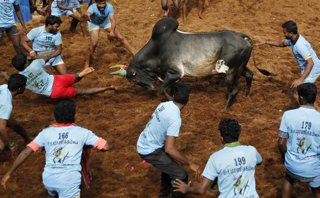 A bull charges towards participants in a traditional Jallikattu bull-taming festival in the village of Allanganallur, near Madurai, Tamil Nadu state, India, on Thursday, January 17, 2019. Jallikattu involves releasing a bull into a crowd of people who are expected to hang on to the animal's hump for a stipulated distance or hold on to the hump for a minimum of three jumps made by the bull. The sport, performed during the four-day “Pongal” or winter harvest festival, is popular in Tamil Nadu. (Photo by Aijaz Rahi/AP Photo)