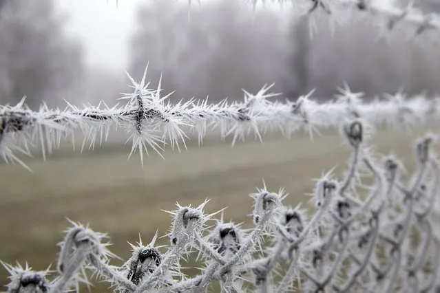 Ice crystals cover the fence of the former Bundeswehr airfield in Mendig, southwestern Germany, on December 6, 2016. (Photo by Thomas Frey/AFP Photo/DPA)