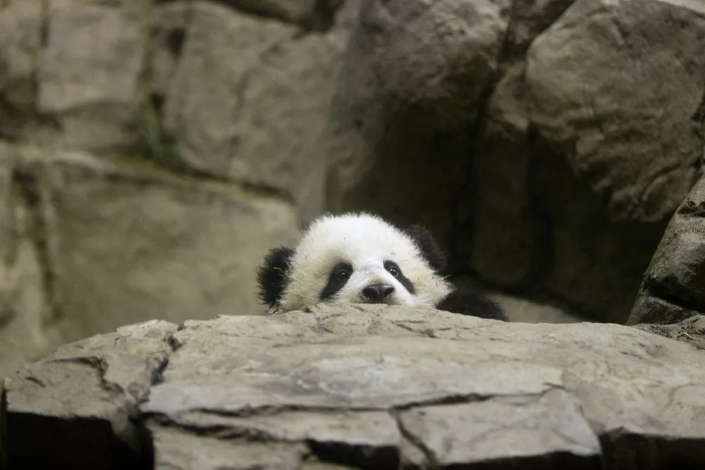 Panda Cub Make Public Debuts at Washington and Taipei City Zoos
