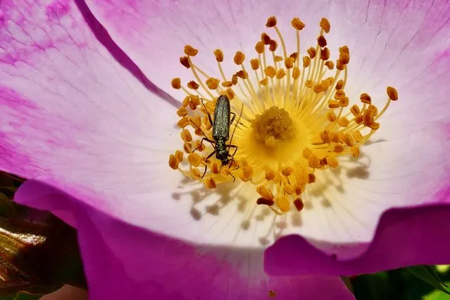 A false oil, or thick-legged, flower beetle rests on wild rose petals in the afternoon sunshine in Dunsden, UK on June 1, 2023. (Photo by Geoffrey Swaine/Rex Features/Shutterstock)