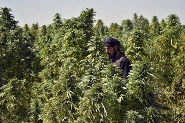 A farmer works at a cannabis plantation in the Panjwai district of Kandahar on October 13, 2021. (Photo by Javed Tanveer/AFP Photo)