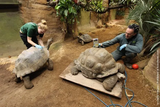 Weighs Dirk, a giant Galapagos tortoise