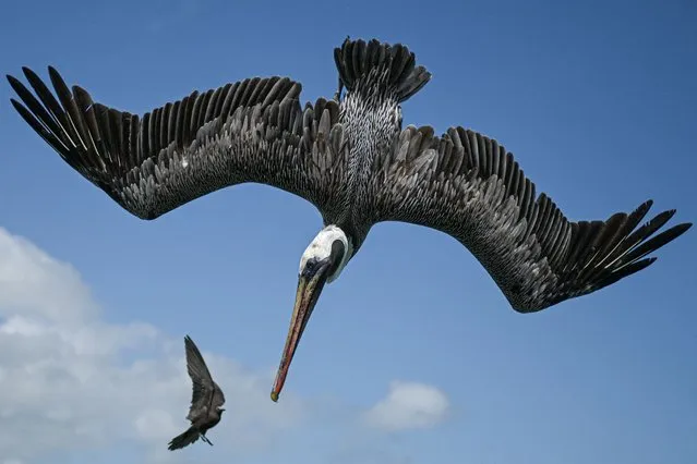 A pelican flies over Santa Cruz Island, part of the Galapagos archipelago in Ecuador, on February 25, 2024. Greenpeace on March 11, 2024, called for the creation of a high seas marine protected zone under a new UN treaty to secure a much wider area around Ecuador's famous Galapagos archipelago. (Photo by Ernesto Benavides/AFP Photo)