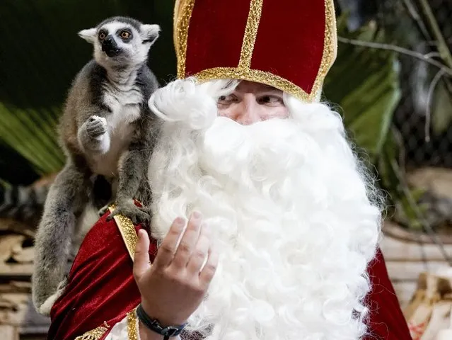 A Hagenbeck zoo employee dressed as Santa Claus feeds calicoes (Lemur catta) in their enclosure at the zoo in Hamburg, Germany, Friday, December 3, 2021. (Photo by Axel Heimken/dpa via AP Photo)