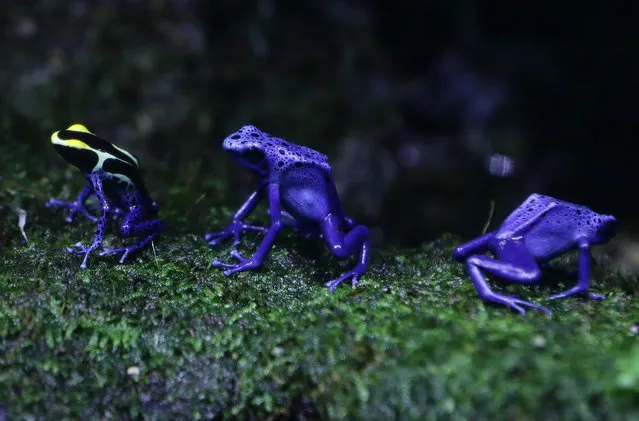 The poison arrow frogs sit in the enclosure at the S.E.A Aquarium at Resorts World Sentosa on March 2, 2017 in Singapore. Measuring 1.5 to 6 centimetres, the deadly species secrete toxins through their skins that are powerful enough to kill an adult. The thumb-sized frogs are the first amphibian to be showcased in S.E.A Aquarium as part of its long term animal collection plan to exhibit new and unique species for conservation awareness on the diversity of marine life. (Photo by Suhaimi Abdullah/Getty Images)