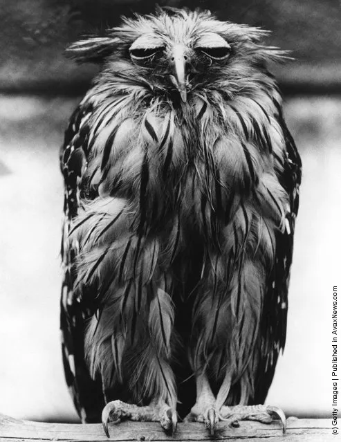 1973: A tired-looking Javan Fish Owl