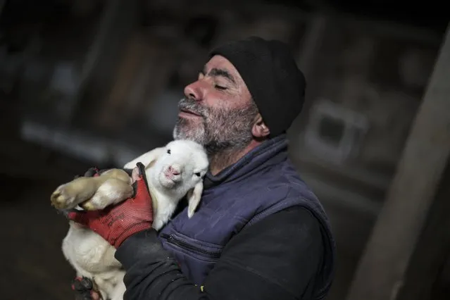 A breeder holds a lamb at a farm of breeders in Oyaca neighbourhood in Golbasi ditrict of Ankara, Turkiye on January 06, 2022. Breeders are continuing to keep watch all the time for calving of sheep and meet the mother sheep twice a day to feed the lambs as they trying to protect them from cold weather and disease. (Photo by Esra Hacioglu/Anadolu Agency via Getty Images)