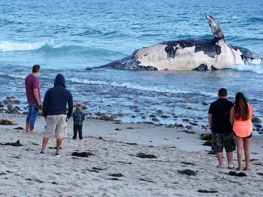 Dead Whale in California