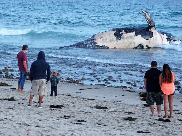 In this photo taken, Sunday, April 24, 2016, beachgoers stop and look at a dead whale that washed up along the shore at Lower Trestles, a popular surf spot, a mile south of San Clemente, Calif. (Photo by Fred Swegles/The Orange County Register via AP Photo)