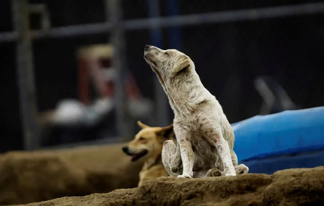 A stray dog is seen at Territorio de Zaguates or “Land of the Strays” dog sanctuary in Carrizal de Alajuela, Costa Rica, April 20, 2016. (Photo by Juan Carlos Ulate/Reuters)