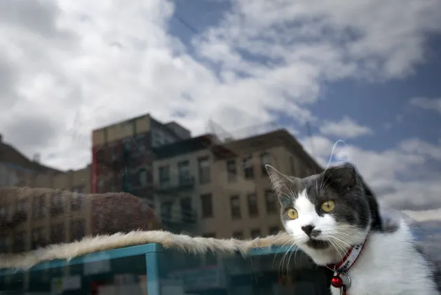 A cat looks out a window at a cat cafe in New York April 23, 2014. The cat cafe is a pop-up promotional cafe that features cats and beverages in the Bowery section of Manhattan. (Photo by Carlo Allegri/Reuters)