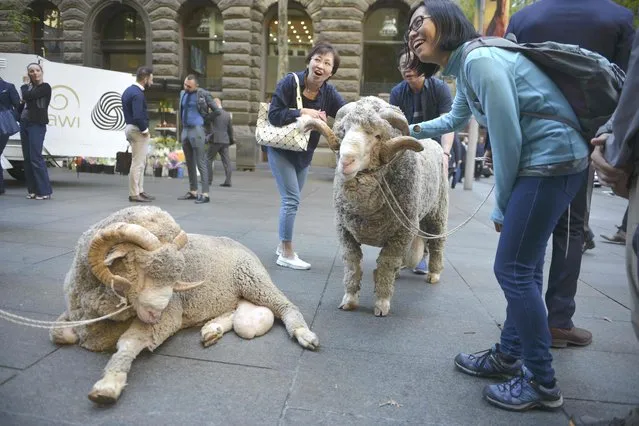 Chinese tourists look at Merino sheep on display from the Australian Wool Innovation (AWI) in the Central business district of Sydney on May 11, 2016. The AWI is a non-profit company that invests in research, development and marketing to increase the long-term profitability of Australian woolgrowers. (Photo by Peter Parks/AFP Photo)