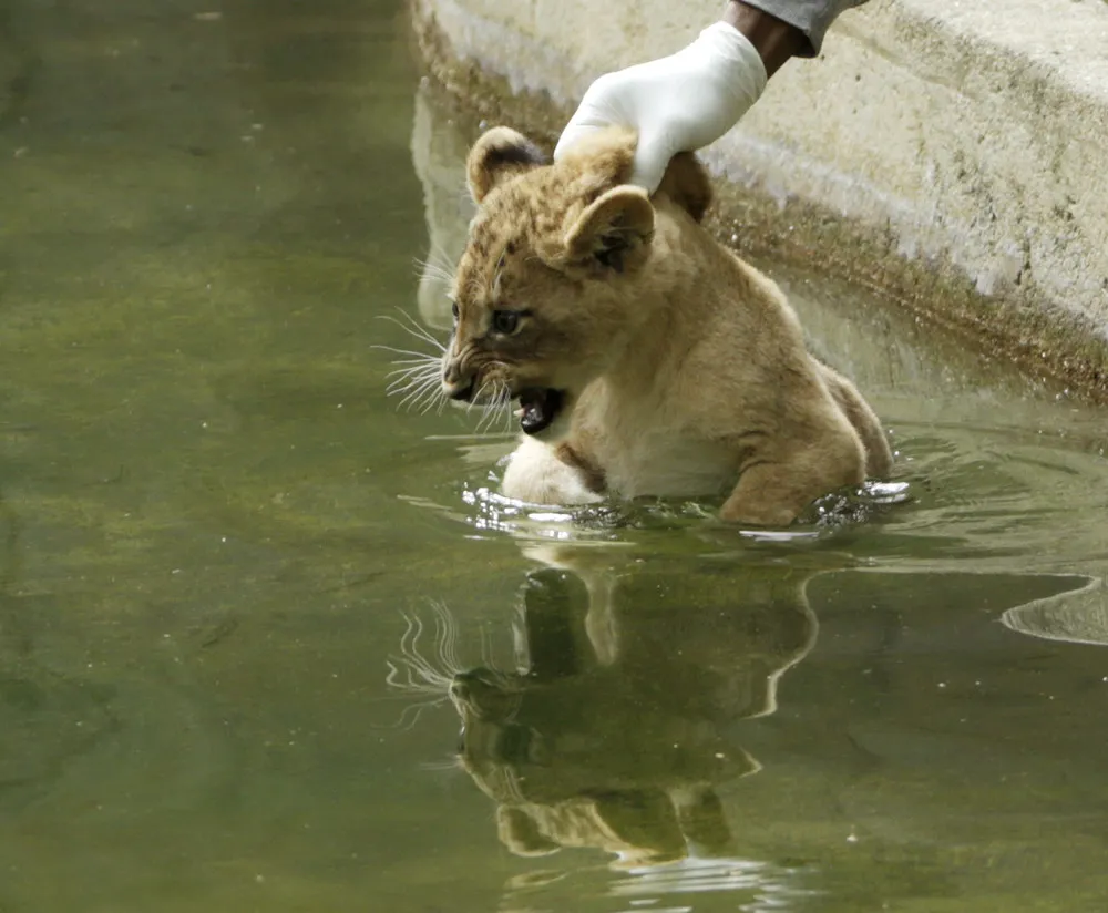 Lion Cubs Take Sink-or-swim Test