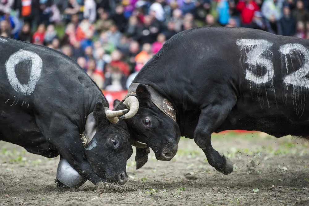 The Week in Pictures: Animals, May 10 – May 16, 2014