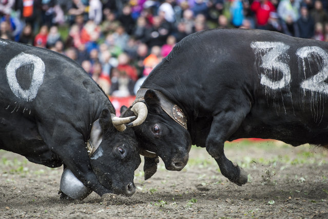 Two cows fight during the traditional annual “Combats de Reines” (“Battle of the Queens”), a cow fight in Aproz, western Alpine canton of Valais, Switzerland, Sunday, May 11, 2014. The Valais is home to a unique breed of cows, the Herens also called Eringer cows. Members of this bovine family are very robust and possess the singular characteristic of fighting among themselves to establish a hierarchy within the herd. (Photo by Jean-Christophe Bott/AP Photo/Keystone)