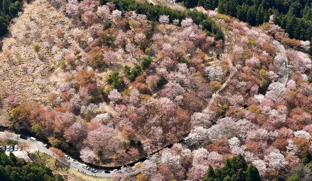 In this aerial image, approximately 30,000 cherry blossoms are in bloom at Mt. Yoshino on April 16, 2017 in Yoshino, Nara, Japan. (Photo by The Asahi Shimbun via Getty Images)