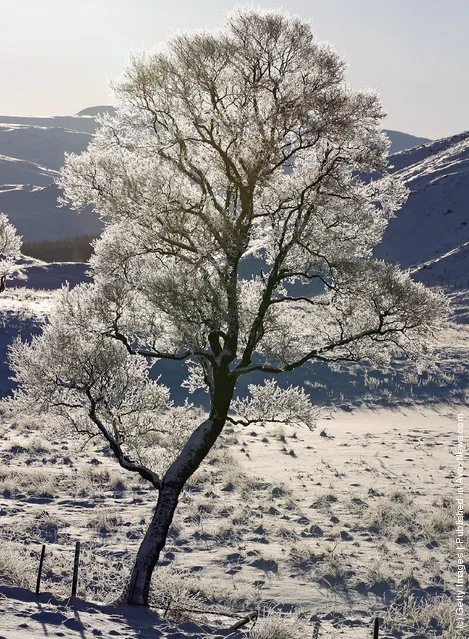 Frost forms on trees in Glen Clunie on December