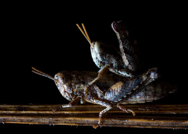 Two grasshoppers mating at night in Spain. Scientists say light pollution is a significant but often overlooked driver of the rapid decline of insect populations. (Photo by Pedro Luna/Alamy Live News)