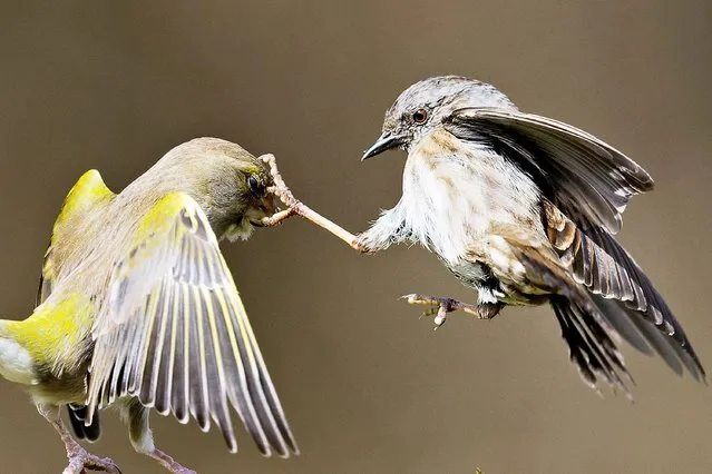 A bully greenfinch (left) got its comeuppance when a small but fiery dunnock (right) defended itself with its talons in Suffolk, United Kingdom on April 18, 2022. The smaller bird was perched peacefully before the finch burst onto the scene and aggressively squared up to the dunnock. But as the finch tried to peck at the dunnock, the small brown bird expertly used its foot to slam its mouth shut. (Photo by Paul Sawer/Solent News & Photo Agency)