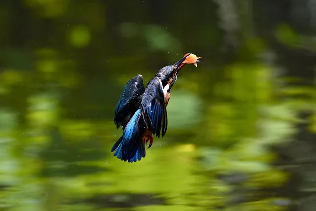 A common kingfisher catches a fish in Hsinchu, northern Taiwan on May 18, 2022. (Photo by Sam Yeh/AFP Photo)