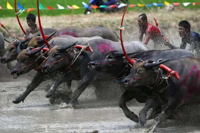 Jockeys compete in Chonburi's annual buffalo race festival, in Chonburi province, Thailand, July 16, 2017. (Photo by Athit Perawongmetha/Reuters)