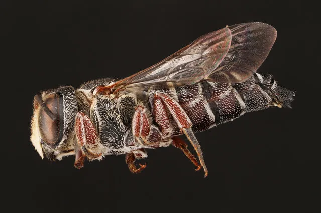 The male cuckoo-leaf-cutter bee. (Photo by Alejandro Santillana/Insects Unlocked/Cover Images)