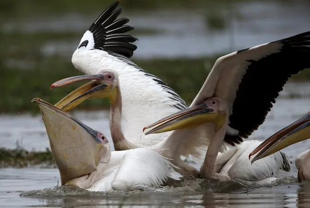 Pelicans catch a fish in a swamp in Amboseli National park, Kenya, August 9, 2015. (Photo by Goran Tomasevic/Reuters)