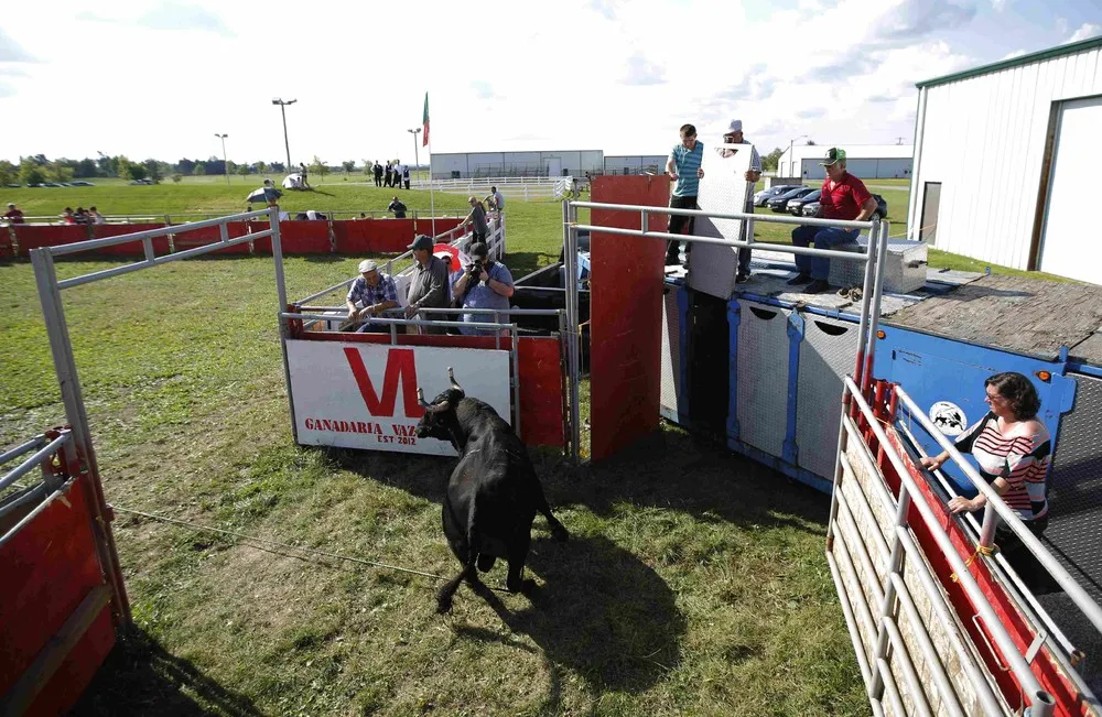 “Tourada a Corda” in Canada