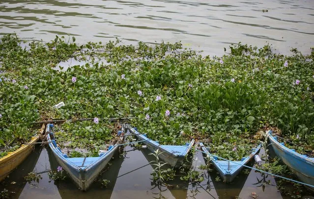 Boats full of plants as local people participate in a Water Hyacinth cleaning program at Phewa Lake in Pokhara, Nepal, 16 July 2017. Due to its fast growing, the water hyacinth has been occupying large larts of lake, a popular tourist destination of Nepal. Every year various members of the tourism sector take part in a clean-up action, but conditions have overall remained the same. The Water hyacinth is a free-floating perennial plant that can grow to a height of about 1 meter. (Photo by Narendra Shrestha/EPA/EFE)