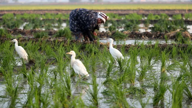Egrets stand on a field as an Egyptian farmer plants rice seedling in Egypt's fertile Delta in Tanta, Algharbeya governorate, 100 km from Cairo, Egypt, 22 June 2022.  Egyptian Government reduced the planting of some crops that need a massive amount of irrigation water, while the government said it will reduce the rice agriculture area in Egypt, amid fear the Renaissance Dam project in Ethiopia could affect the amount of River Nile water reaching Egypt. (Photo by Khaled Elfiqi/EPA/EFE)