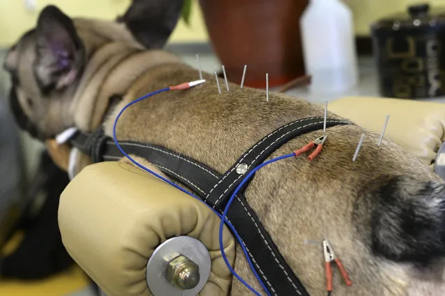 In this Sunday, August 27, 2017 photo, a dog receives acupuncture treatment at a pet clinic featuring Traditional Chinese Medicine (TCM) in Shanghai, China. The clinic has served thousands of pet dogs and cats in the past four years as many owners faithful to TCM seek alternative medicine treatment for their pets. (Photo by Chinatopix via AP Photo)