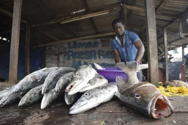 A fishmonger displays barracuda for sale at a fresh fish market in Limbe, Cameroon, on April 10, 2022. In recent years, Cameroon has emerged as one of several go-to countries for the widely criticized “flags of convenience” system, under which foreign companies can register their ships even though there is no link between the vessel and the nation whose flag it flies. But experts say weak oversight and enforcement of fishing fleets undermines global attempts to sustainably manage fisheries and threatens the livelihoods of millions of people in regions like West Africa. (Photo by Grace Ekpu/AP Photo)