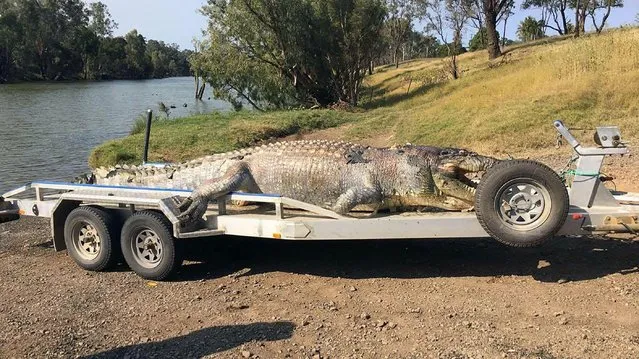 A handout photo taken on September 21, 2017 and received on September 22 from the Queensland Police Service shows a 5.2- metre male crocodile that was found in a creek along the Fitzroy River near Rockhampton with a single gunshot wound to the head. There are concerns the shooting death of the crocodile will create a power vacuum in the local population – with warnings younger crocs will become increasingly aggressive as they fight for the position left vacant. (Photo by AFP Photo/Stringer)