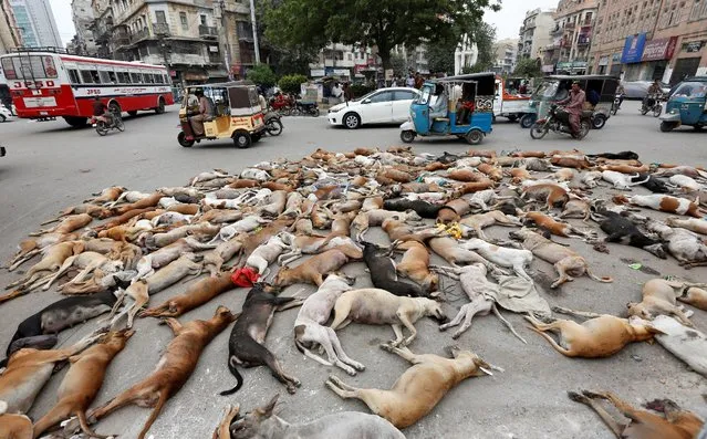 The carcasses of dead dogs are collected after they were culled using poison by the municipality in Karachi, Pakistan, August 4, 2016. (Photo by Akhtar Soomro/Reuters)