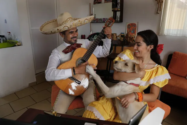 The Mariachi Duo Villa Maria, Sergio Carpio, left, and Melissa Villar, accompanied by their dog Güiro, perform via the internet for a client during mothers’ day, from their apartment in Mexico City, Sunday, May 10, 2020. The duo is performing Mariachi serenades remotely as a way to circumvent the collapse of their livelihood caused by the new coronavirus pandemic lockdown. The duo charges the equivlant of $30 per serenade that can be payed to their bank account via direct deposit. (Photo by Marco Ugarte/AP Photo)