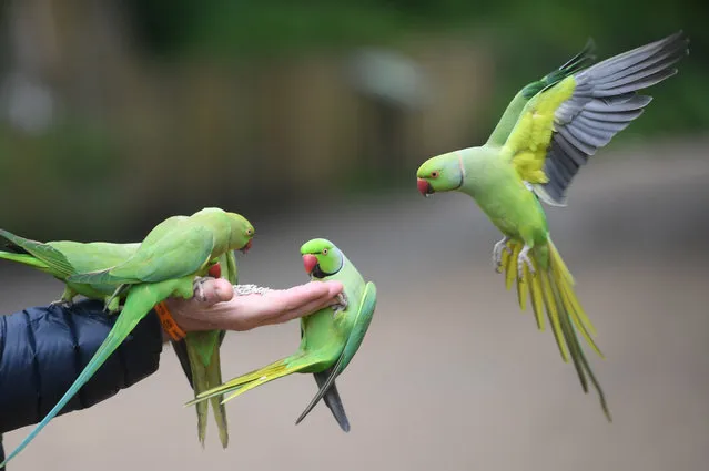 A man wearing a protective face mask feeds parakeets at Kensington Gardens in London, Britain, 04 May 2020. The United Kindgom's 66.6 million inhabitants are living through their sixth consecutive week of lockdown due to the ongoing pandemic of the COVID-19 disease caused by the SARS-CoV-2 coronavirus. (Photo by Facundo Arrizabalaga/EPA/EFE)