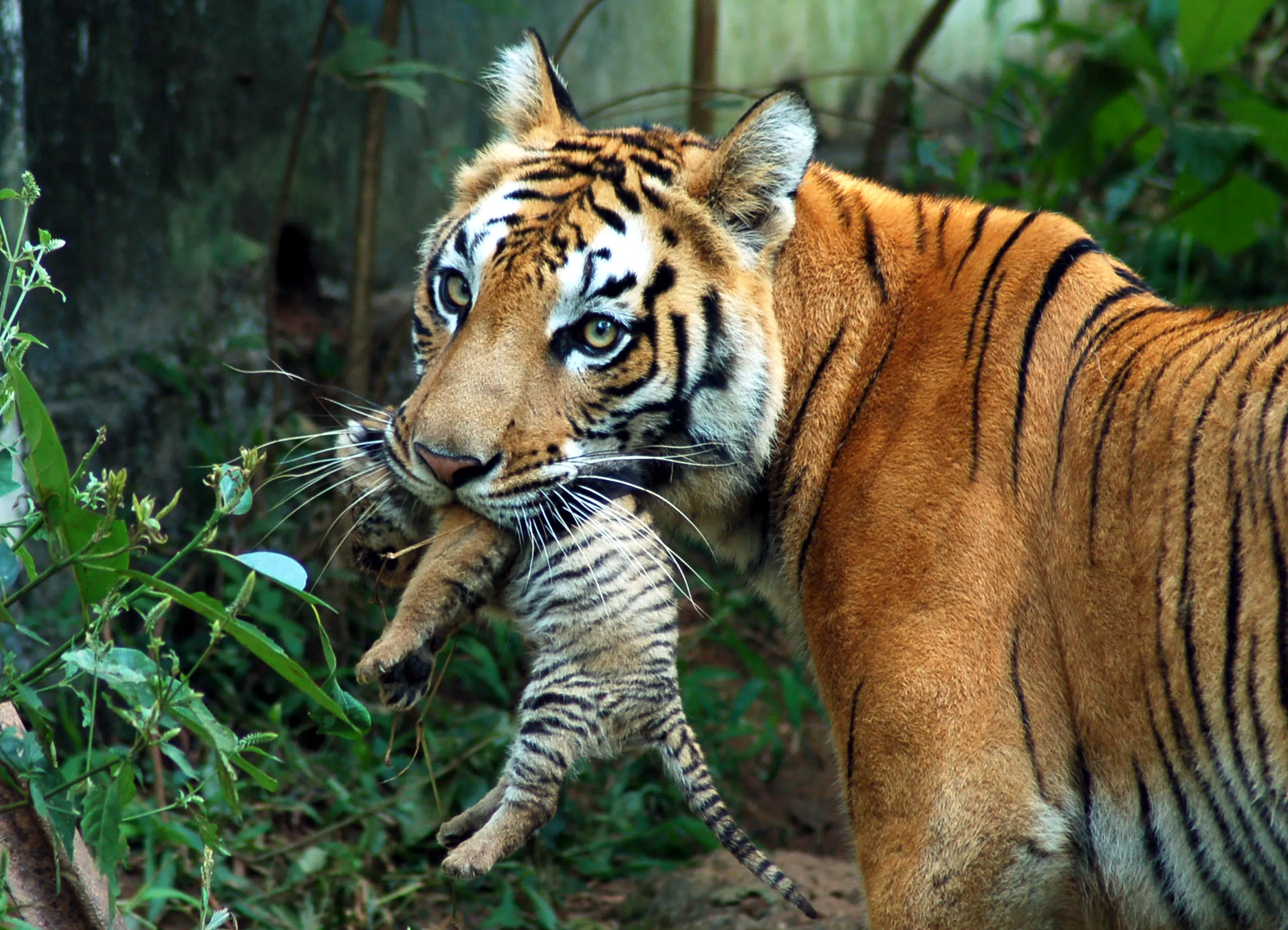 Discover animal. Тигр. Индийский тигр. Тигр в Индии. Дикие животные Индии.