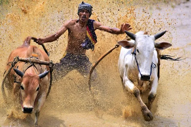 “Hold On”. This Jockey is trying to survive keeping his balance when spurred two cows in Cow Race at West Sumatra. Photo location: West Sumatra. (Photo and caption by Achmad Sumawijaya/National Geographic Photo Contest)