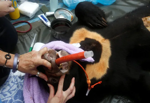 Vets of Animals Asia Foundation's Vietnam Bear Rescue Center conduct a health check for a sun bear while rescuing it from a Vietnamese family in Nam Dinh province, south of Hanoi, Vietnam August 18, 2016. (Photo by Reuters/Kham)