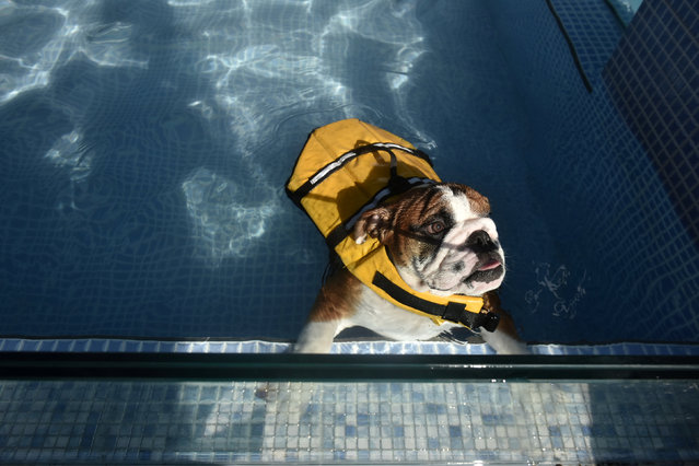 A dog wearing a life-vest swims in a  pool for dogs in Chengdu, Sichuan Province, China, August 16, 2016. (Photo by Reuters/Stringer)
